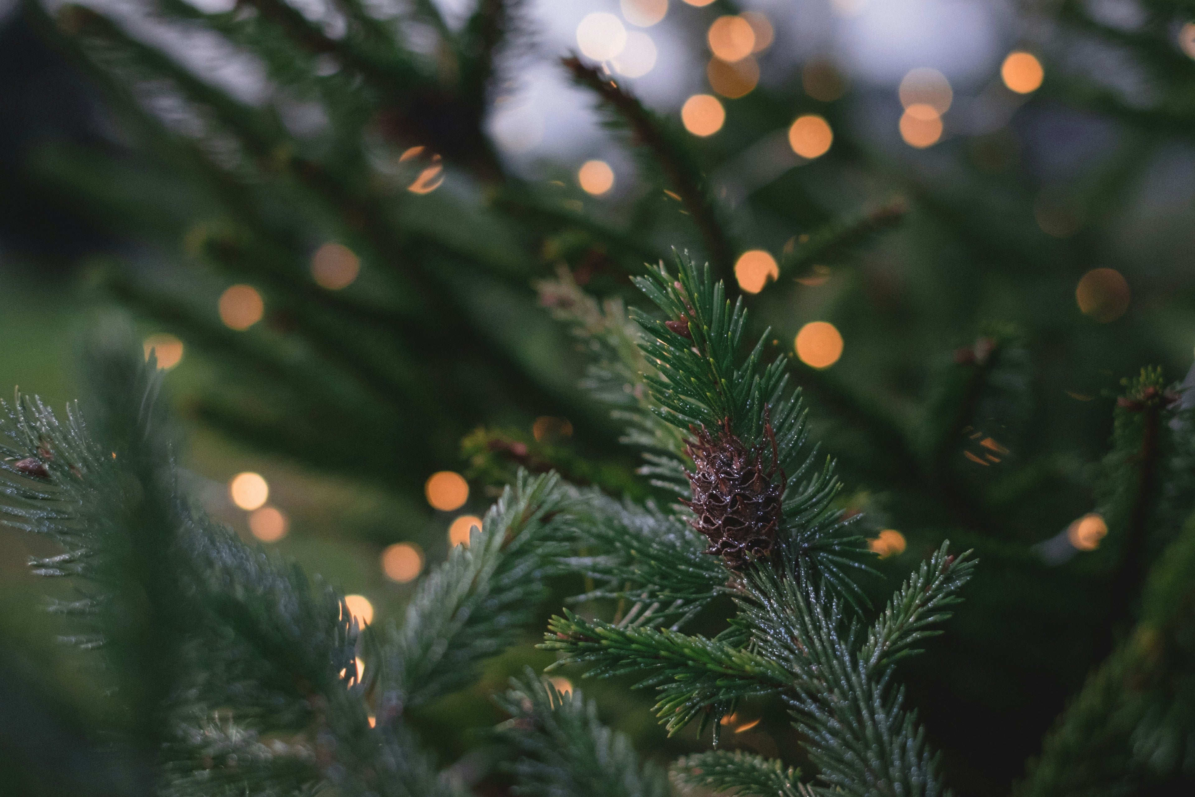 pic4 xmas tree with lights on it.jpg